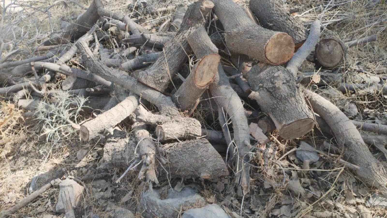 نزیکەی 100 داری سرووشتی لە سنووری دووکان دەبڕدرێنەوە