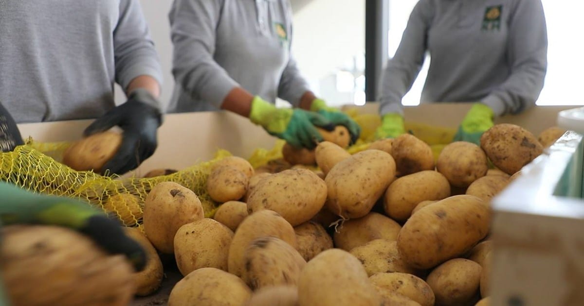 پەتاتەی هەولێر هەناردەی ئەفریقا دەکرێت