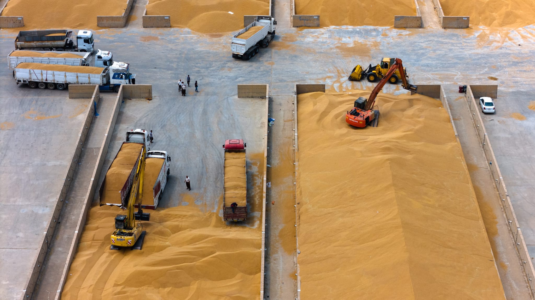 پڕۆسەی وەرگرتنی گەنمی ماوەی جووتیاران دەستیپێکرد