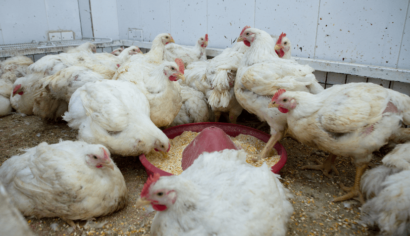 عێراق بەردەوامە لە ڕێگریكردنی چوونی بەرهەمی مریشكی هەرێمی كوردستان