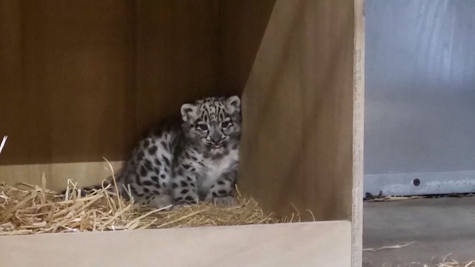 دوای زیاتر لە سەدەیەک جۆرێکی دەگمەنی پڵنگ لەدایک دەبێت