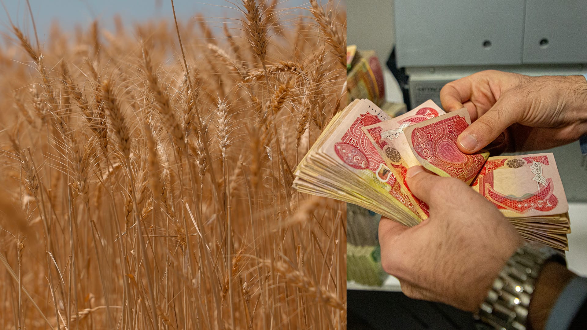 بەمنزیکانە پارەی گەنمی جووتیارانی هەرێمی کوردستان خەرج دەکرێت