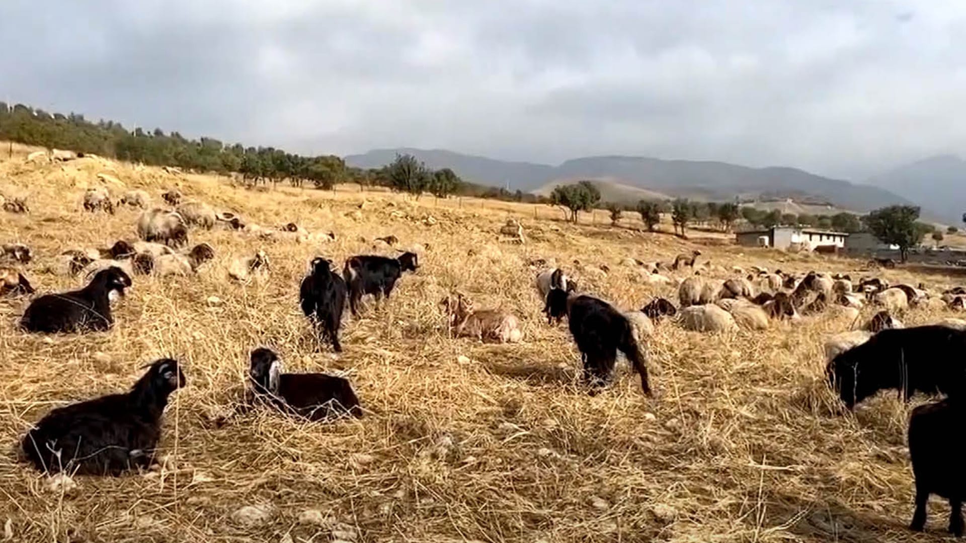 وەزارەتی کشتووکاڵ ڕوونکردنەوە لەبارەی بڵاوبوونەوەی نەخۆشی تەبەقە دەدات