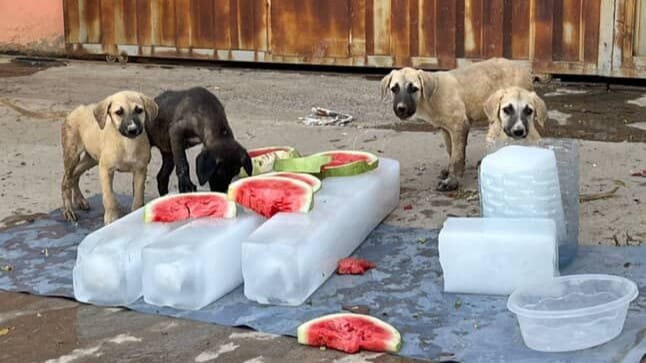 چالاکوانێکی مافەکانی ئاژەڵان لەبارەی پەلاماردانی سەگەوە هۆشداری بە هاونیشتمانیان دەدات