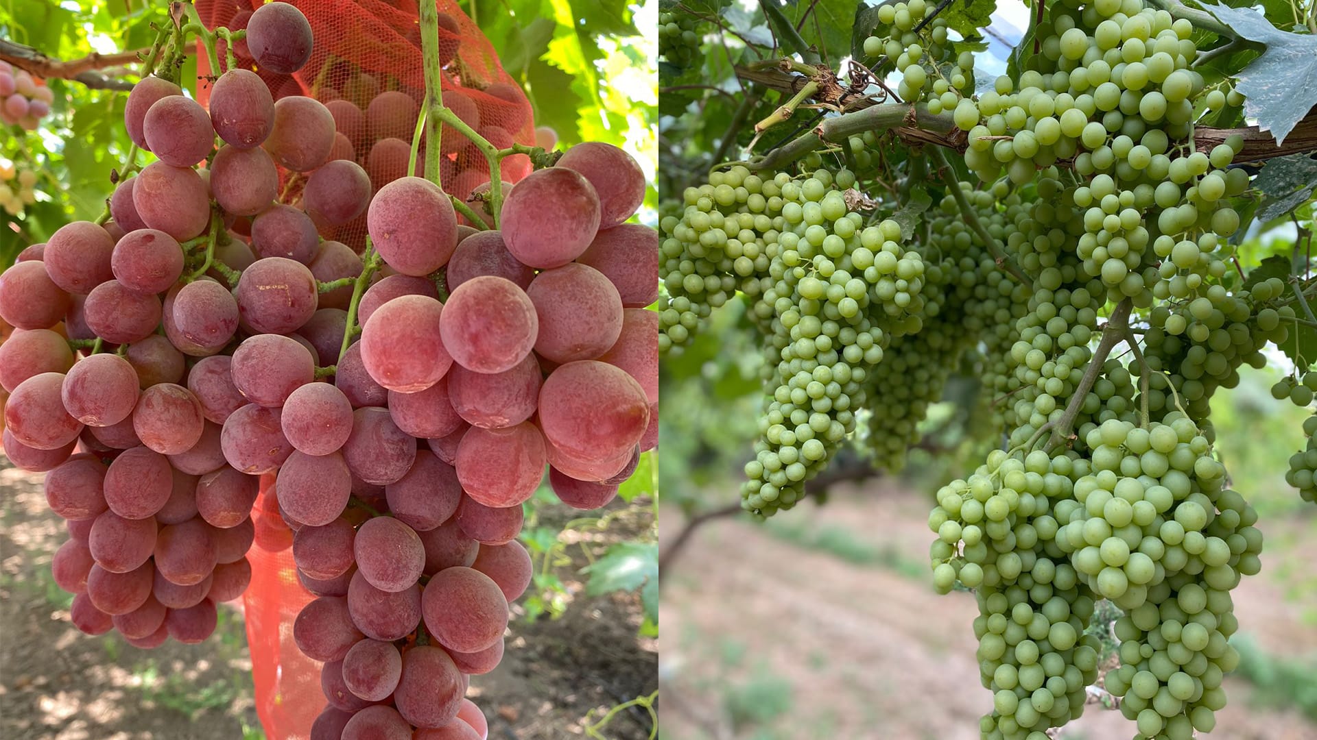 لە هەولێر پێشانگای سەبەتەی ترێ دەکرێتەوە