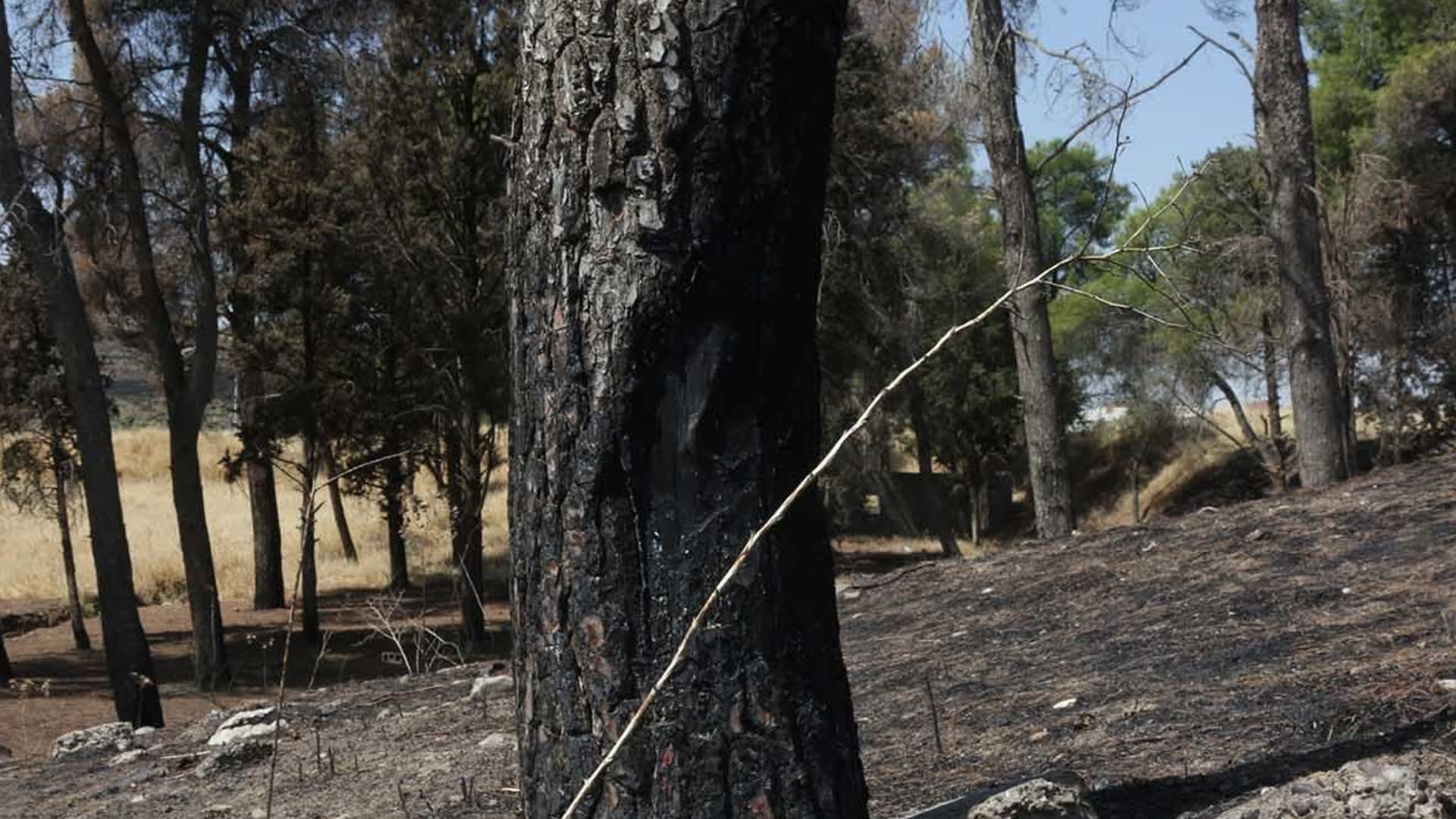 لە ئاگرکەوتنەوەی ئیلام دارێکی تەمەن هەزار ساڵ سووتاوە