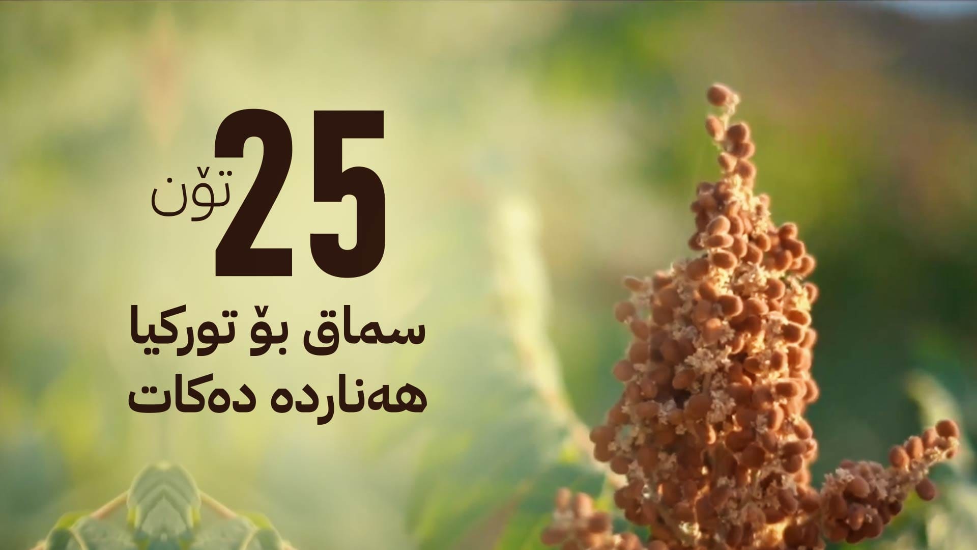 سماقی ئاکرێ هەناردەی دەرەوەی وڵات دەکرێت