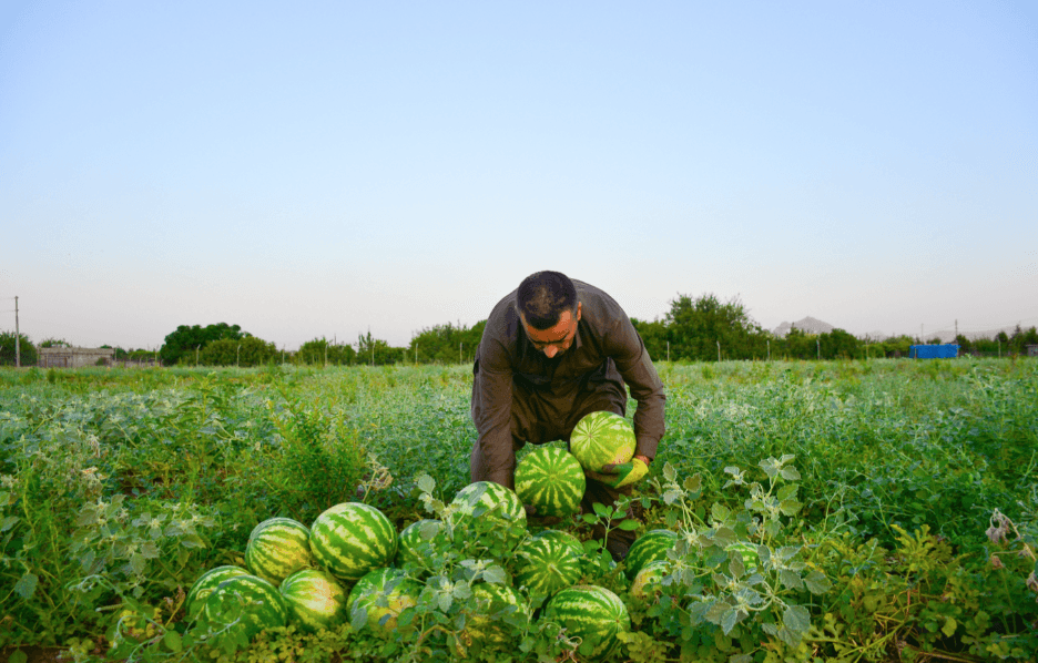 باج لەسەر شووتیی هاوردەکراو هەڵدەگیرێت
