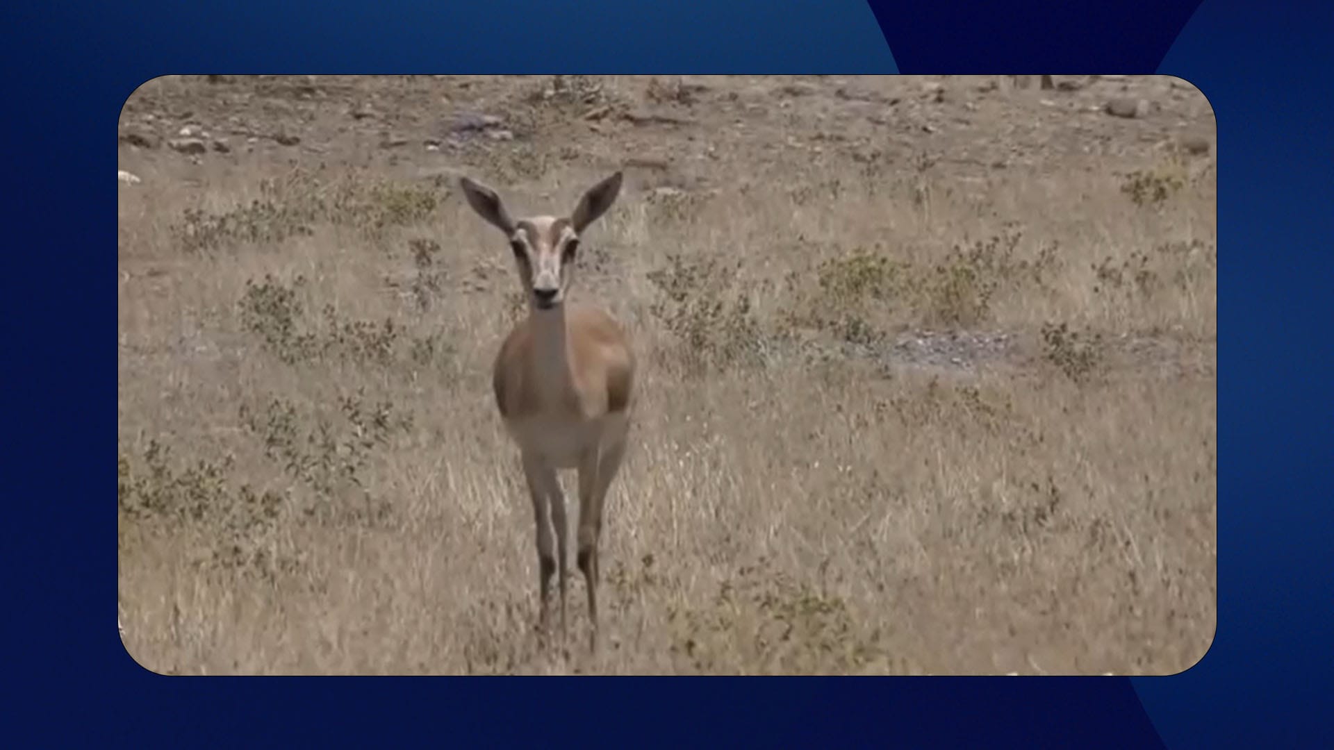 نزیکەی 70 ئاسکی کێوی لە سنووری شەمامک دەبینرێن