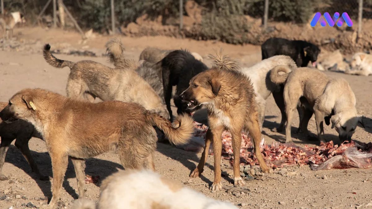 لە هەولێر تاوەکو ئێستا 18 هەزار سەگ براونەتە پەناگەی سەگە بێلانەکان