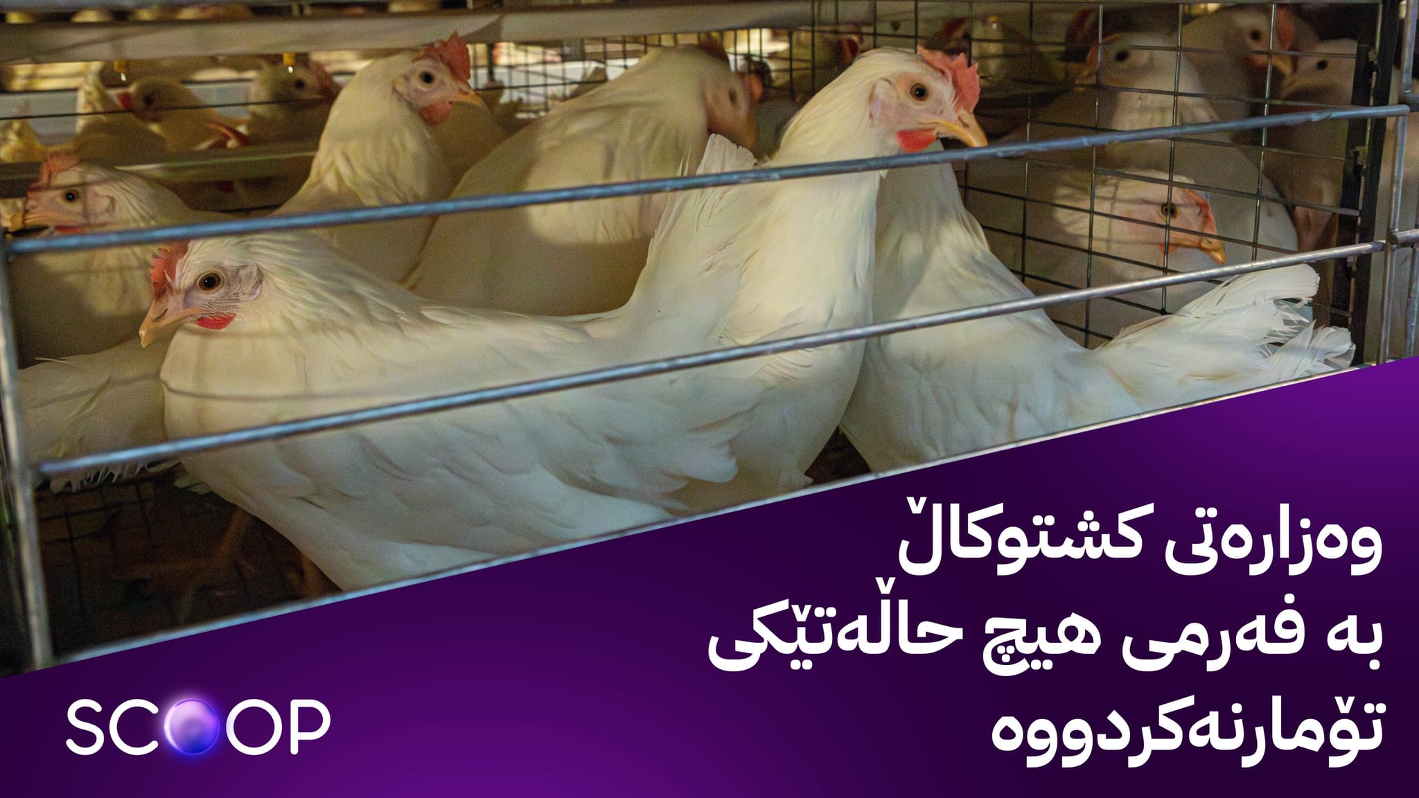 لە هەولێر ڤایرۆسێکی مەترسیداری پەلەوەر بڵاودەبێتەوە