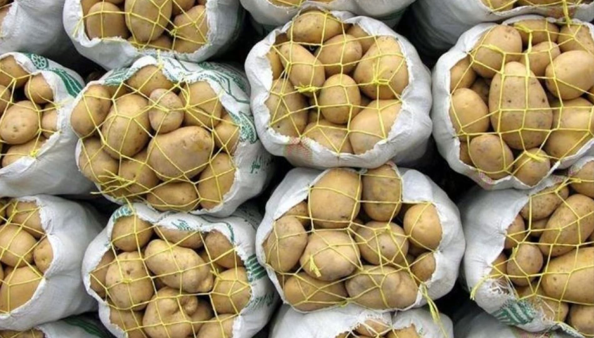 یەکەم فێستیڤاڵی پەتاتە لە دهۆک بەڕێوەدەچێت