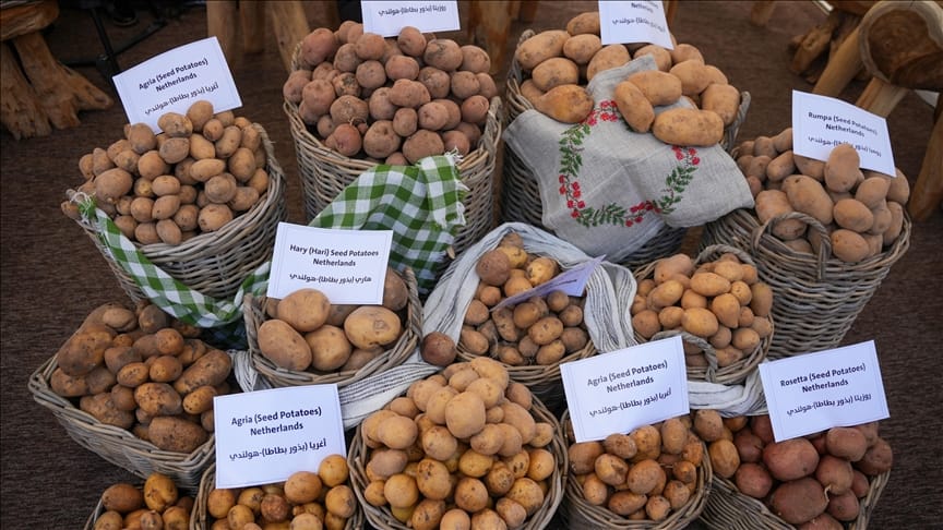 بەهۆی نالەباری کەشوهەواوە فێستیڤاڵی پەتاتە لە دهۆک ڕادەگرێت