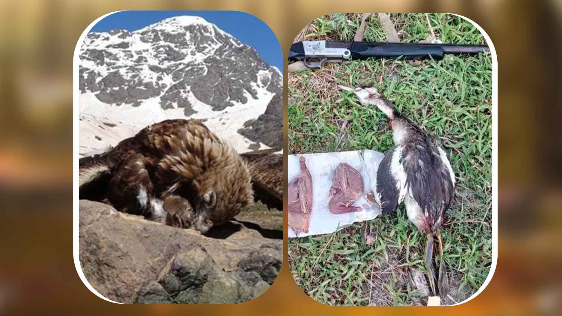 پۆلیسی دارستان بۆ ڕاوچییان: بەفر مەکەنە دەرفەت بۆ ڕاوکردن