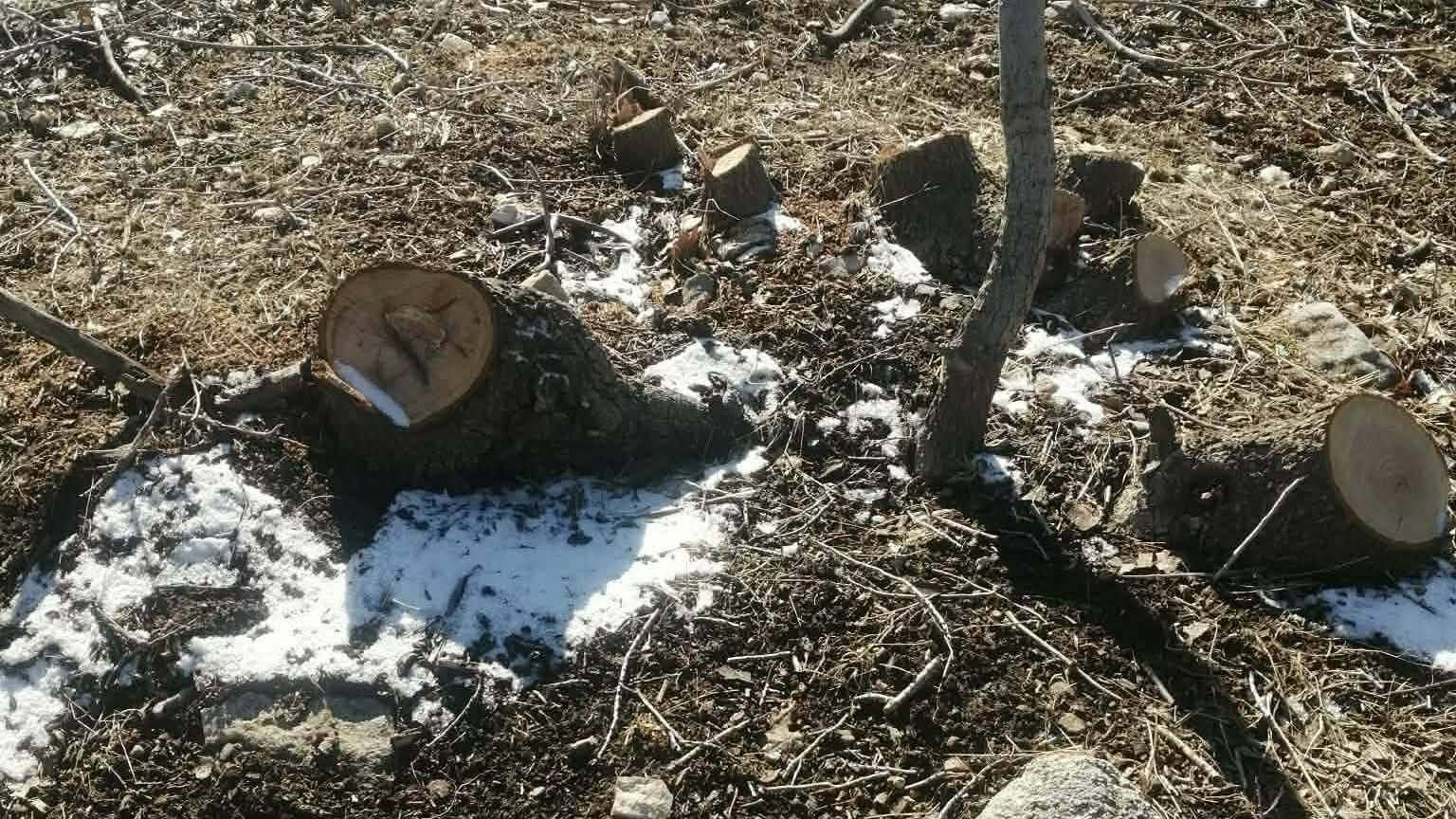 چەندین سەرپێچیكار لە سلێمانی لەسەر داربڕین دەستگیر دەكرێن