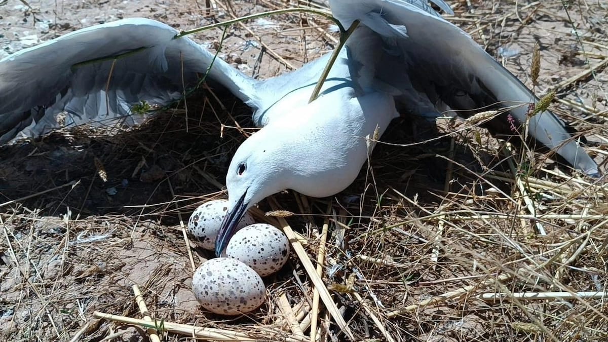 لیژنەیەکی پسپۆڕ لە مرداربوونەوەی نەورەسەكان دەكۆڵێتەوە