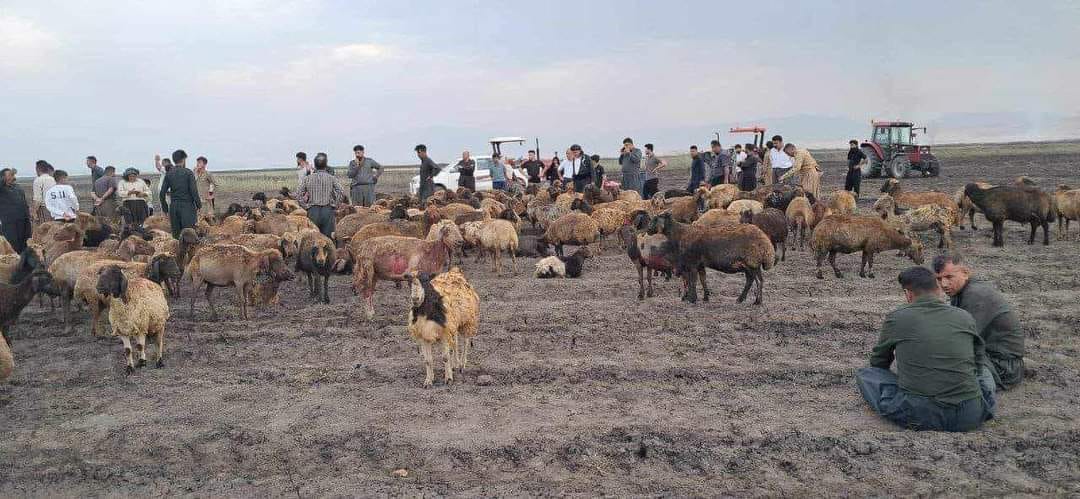 بەهۆی ڕووداوی ئاگر کەوتنەوە 250 سەر مەڕ سووتان