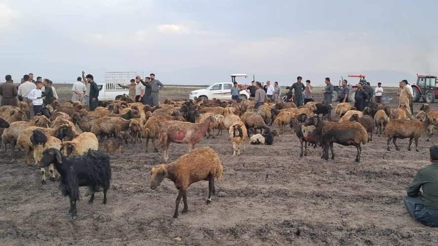 لەسەر سووتانی 255 سەر مەڕ سێ کەس دەستگیر دەكرێن