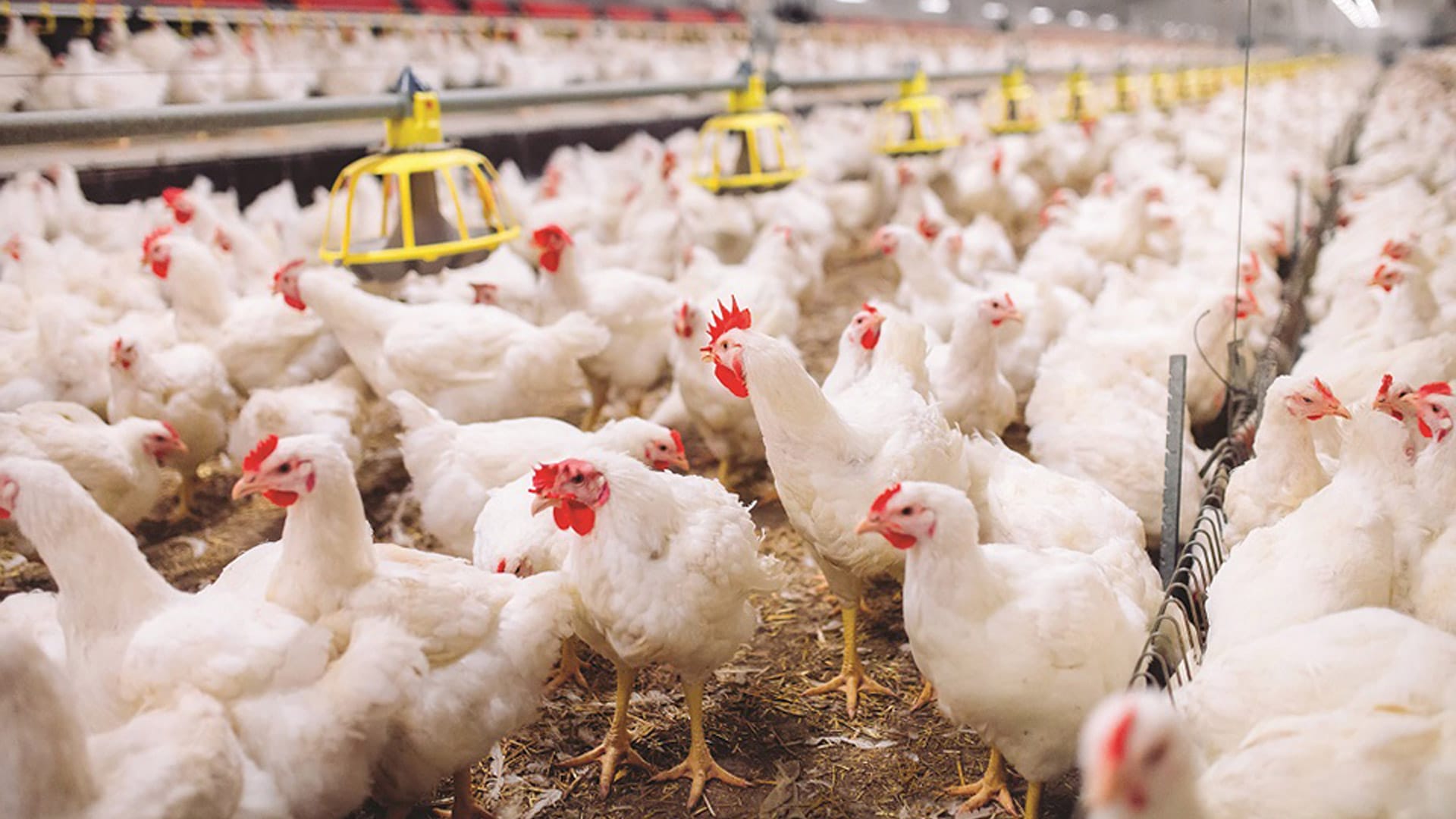 لەبارەی بڵاوبوونەوەی "ڤایرۆس لەنێو کێڵگە پەلەوەرییەکان" دڵنیایی دەدرێت